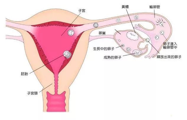 试管收费价目表深圳